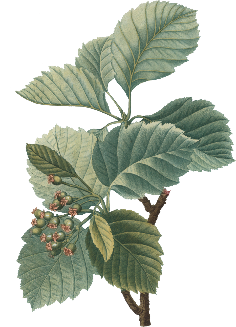 Plant Leaves Illustration